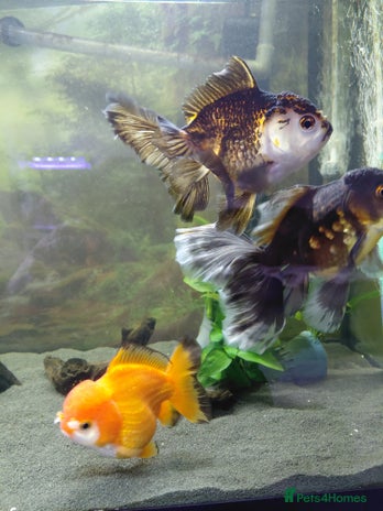 Fancy Goldfish fish - Advert 1