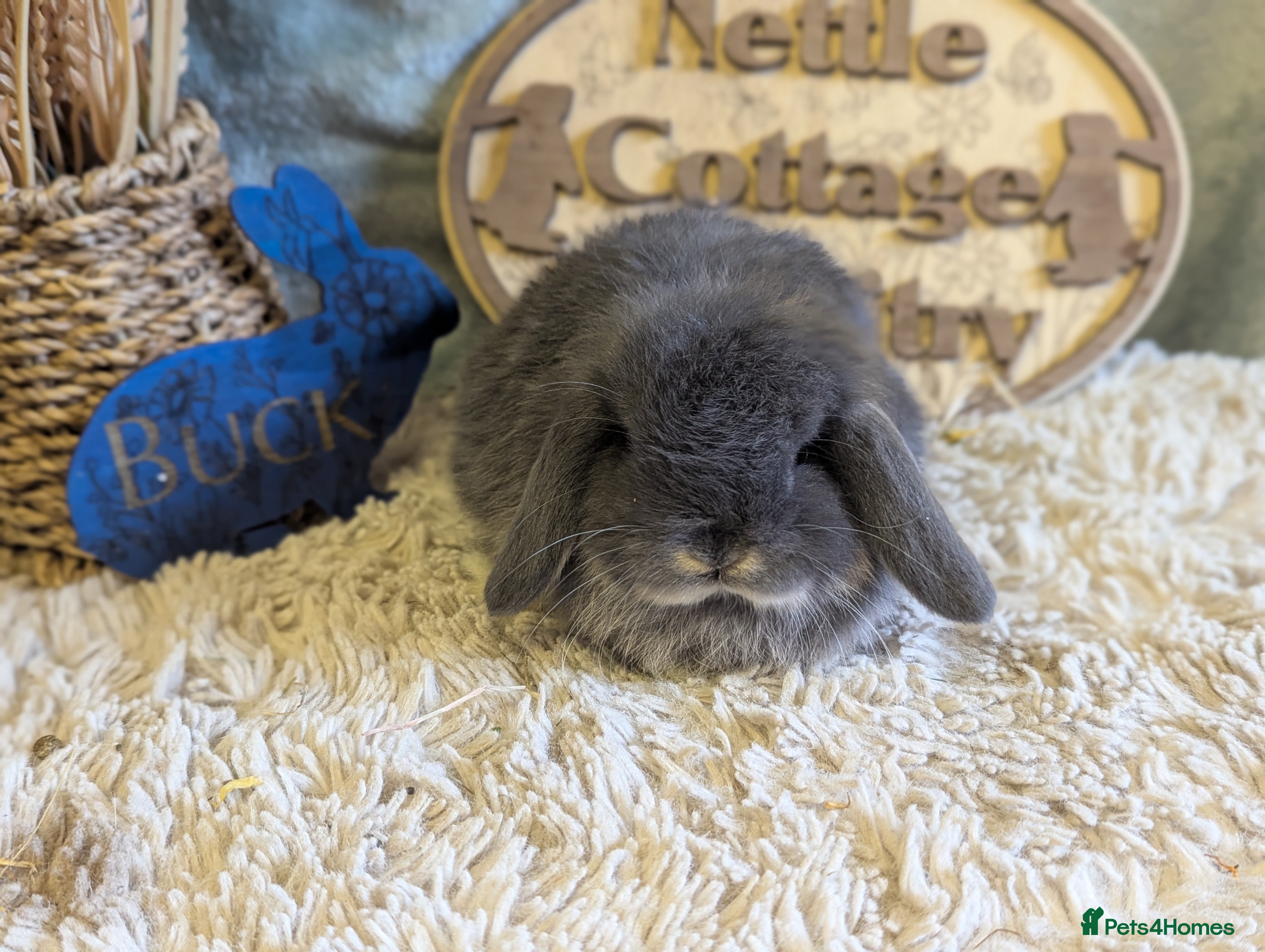 Mini Lop rabbits Mini lops - Advert 15