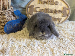 Mini Lop rabbits Mini lops - Advert 15