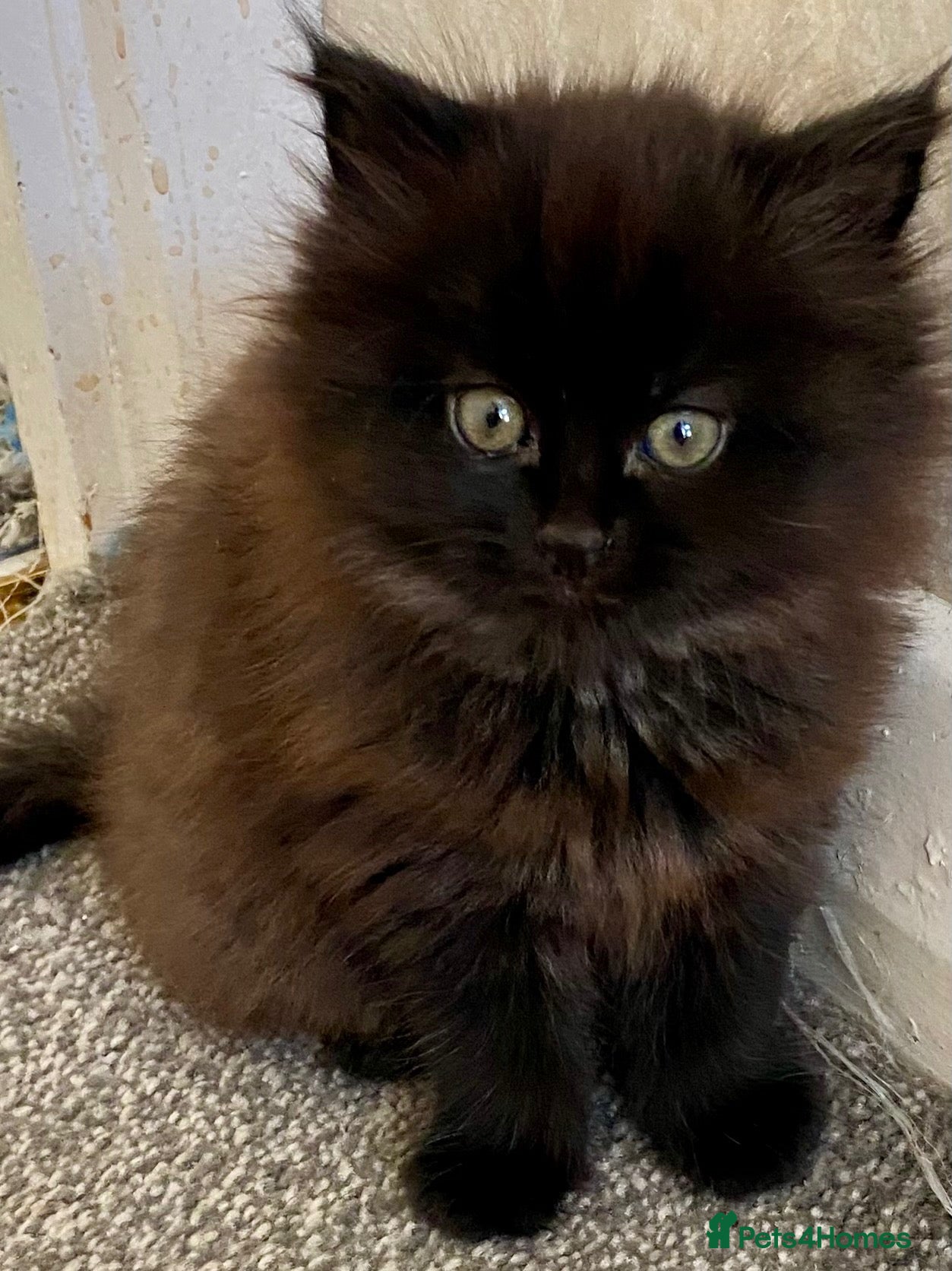 Mixed Breed cats for sale: Female kitten  - Advert 2