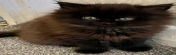 Mixed Breed cats for sale: Female kitten  - Advert 1
