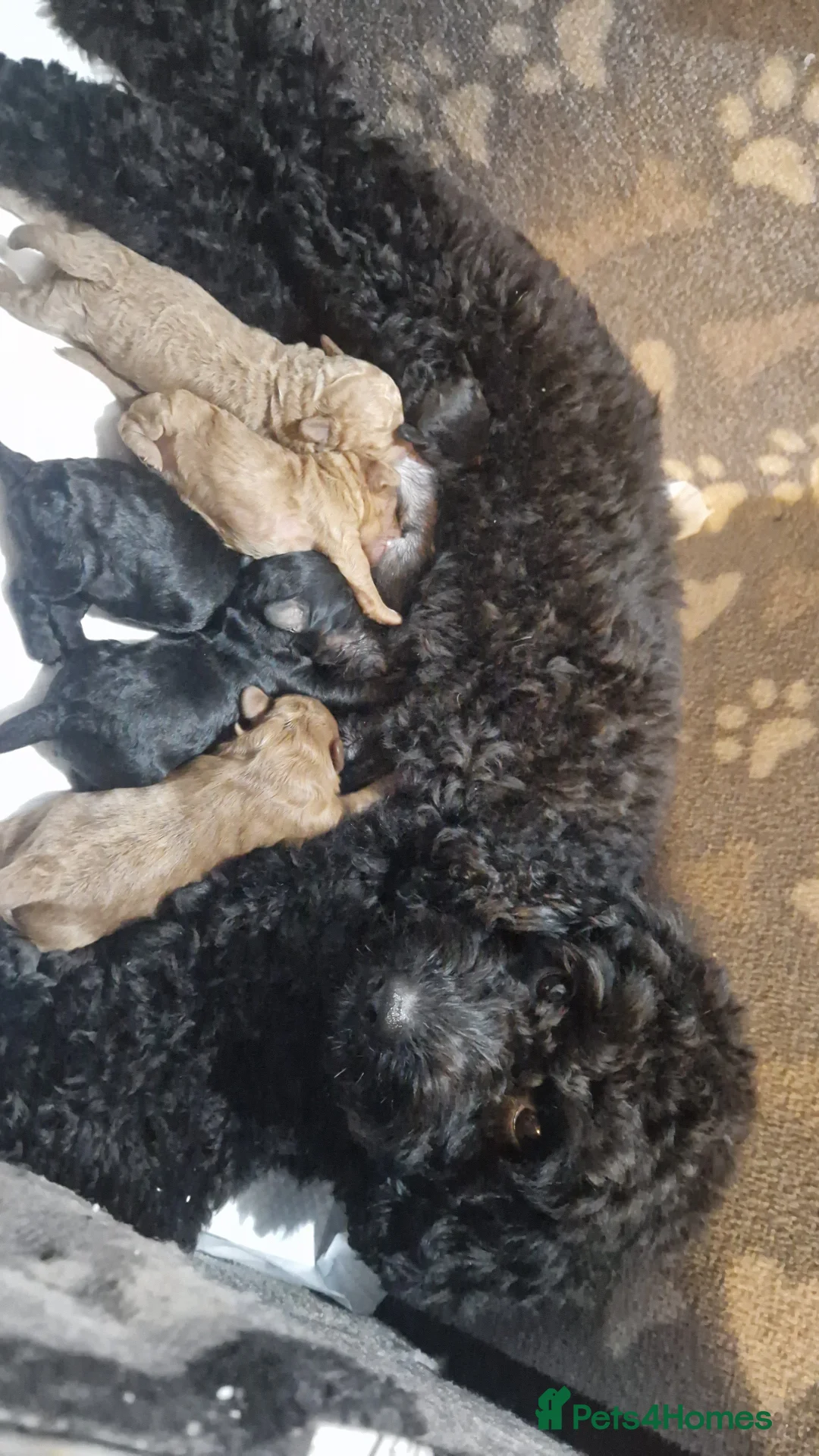 Cockapoo dogs for sale: Toy cockerpoos  - Advert 9