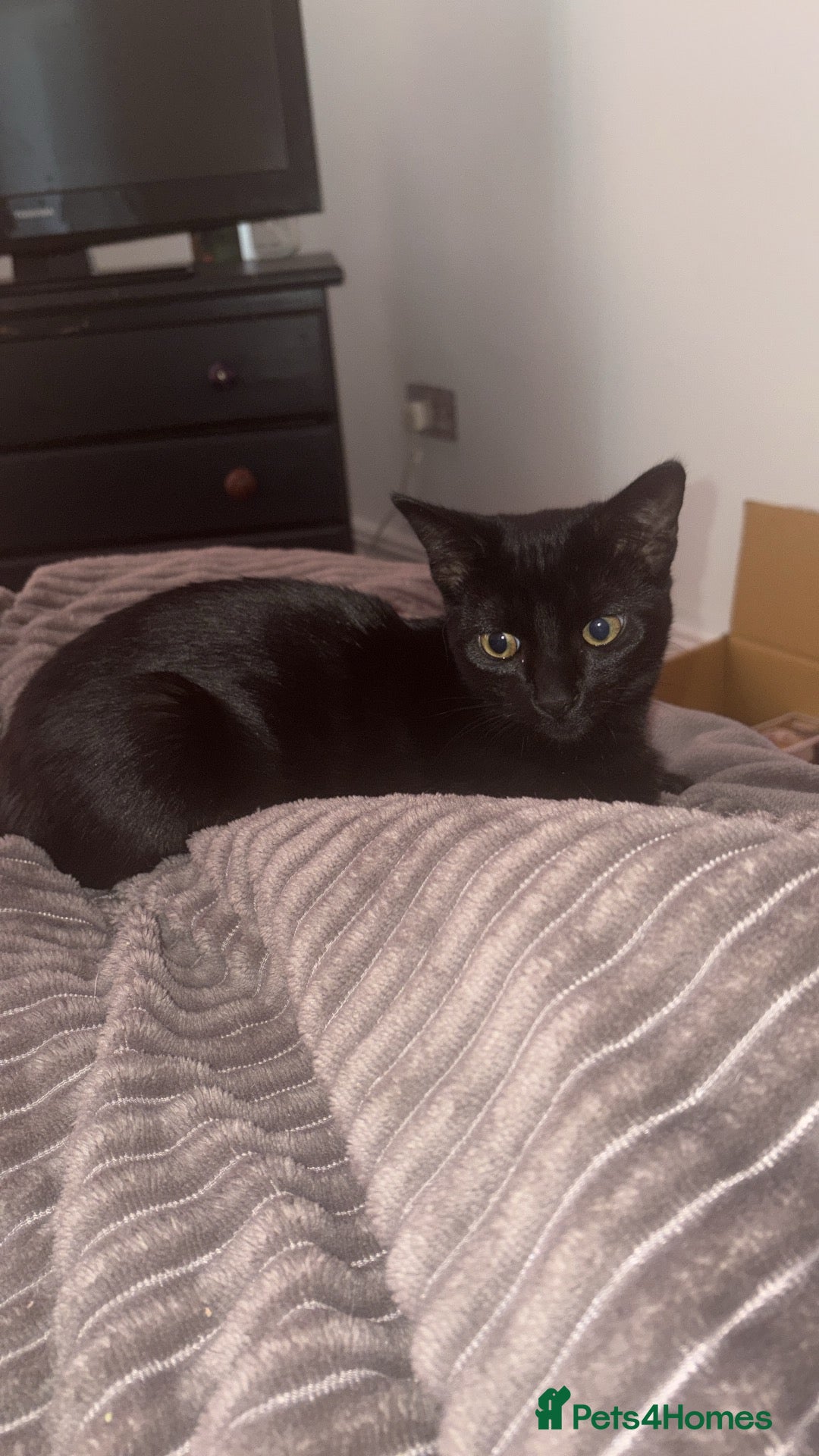 Domestic Shorthair cats Binx is looking for a loving new home 🐾❤️ - Advert 4