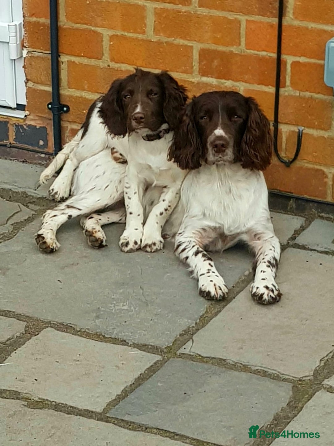 Sprocker dogs for sale: F1 Sprocker Spaniel Puppies 7 Boys & 2 Girls 🐾 - Advert 1