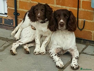 Sprocker dogs F1 Sprocker Spaniel Puppies 7 Boys & 2 Girls 🐾 - Advert 4