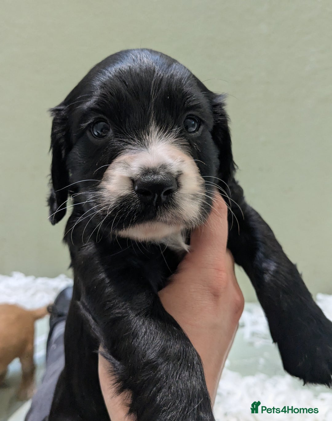 Cocker Spaniel dogs for sale: Beautiful Cocker Girl Pups, READY TO LEAVE-27.7.25 - Image 10