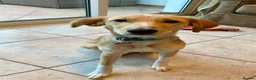 Mixed Breed dogs for adoption: Maple is ready for her forever family!  in Swindon - Advert 12