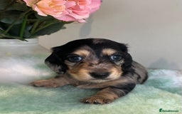 Miniature Dachshund dogs for sale: Miniature long hair dachshund  - Image 8