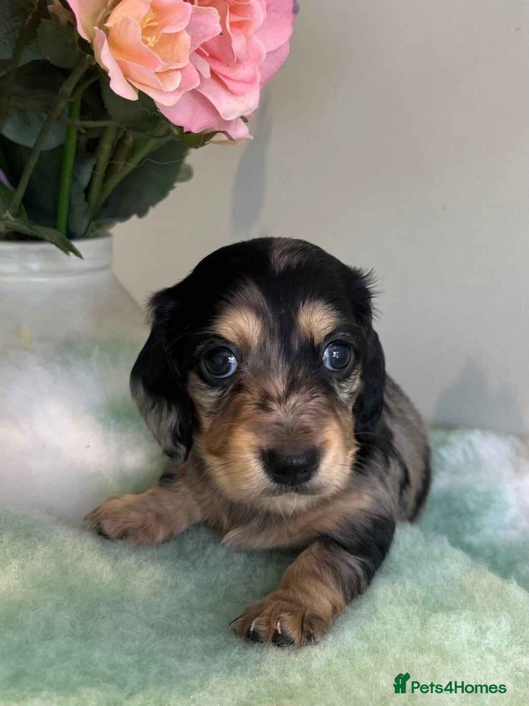Miniature Dachshund dogs for sale: Miniature long hair dachshund  - Image 8