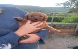 Aussiedoodle dogs for sale: Gorgeous Aussie Doodle Pups - Image 6