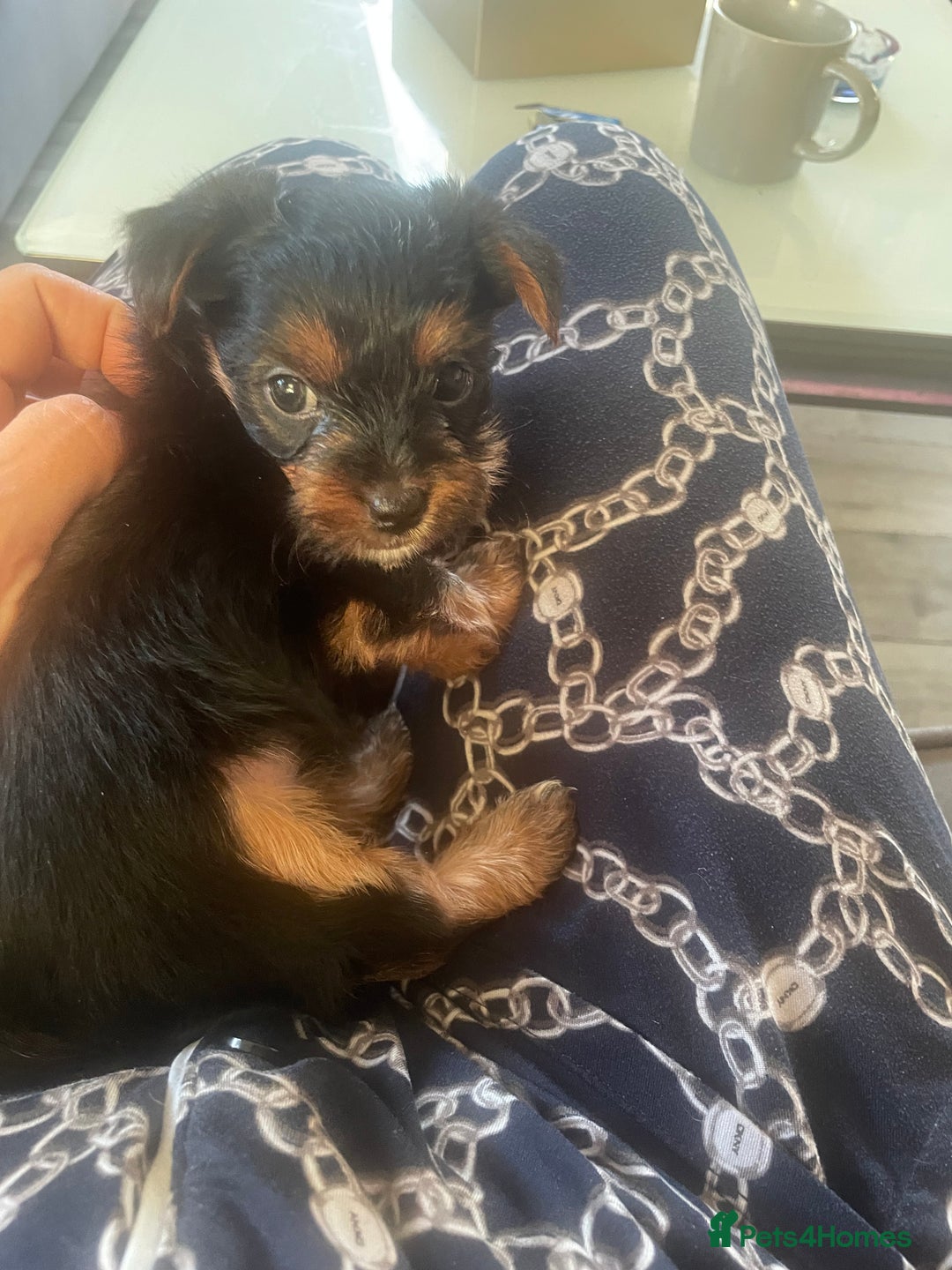 Yorkshire Terrier dogs for sale: Ready to go 2 boys snd 2 girls  - Advert 3