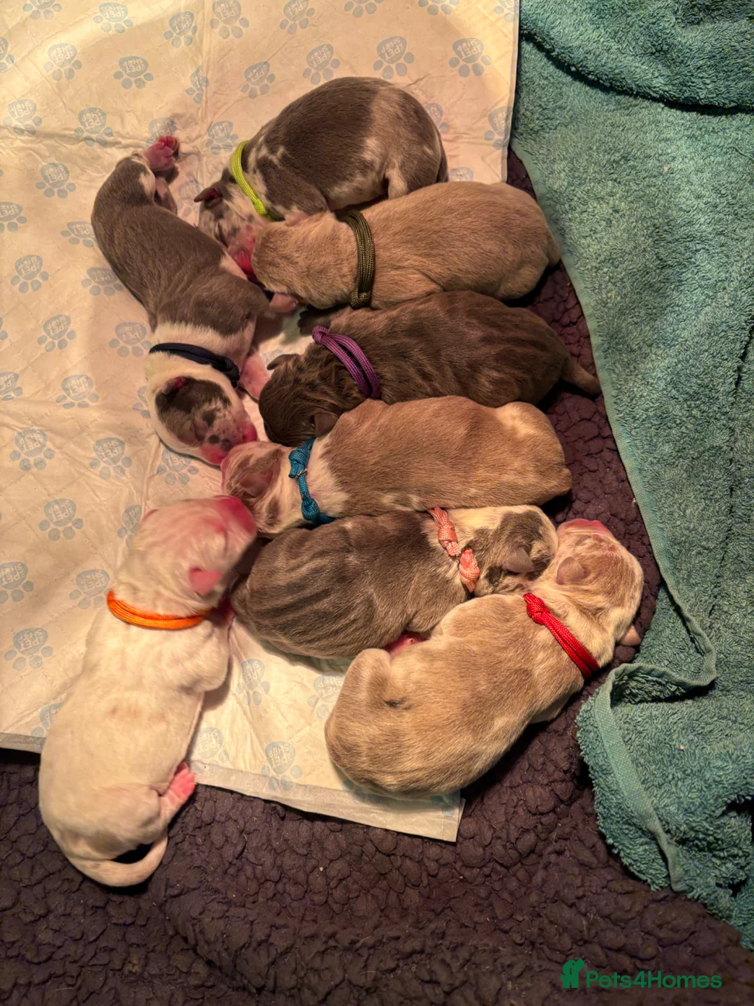 American Bully dogs for sale: Pocket bully litter🐾 - Advert 2