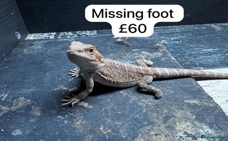 Bearded Dragon reptiles - Advert 6