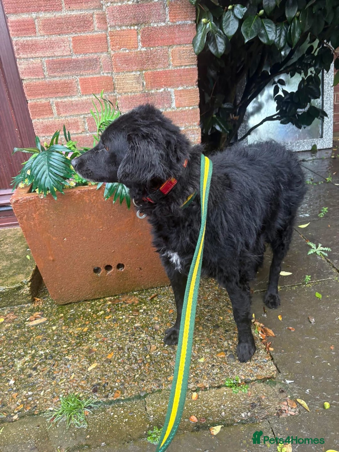 Mixed Breed dogs for adoption: Dagry - Norwich Norfolk  - Advert 18