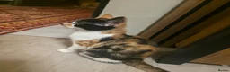 British Longhair cats for sale: 4 cute little kittins - Advert 2