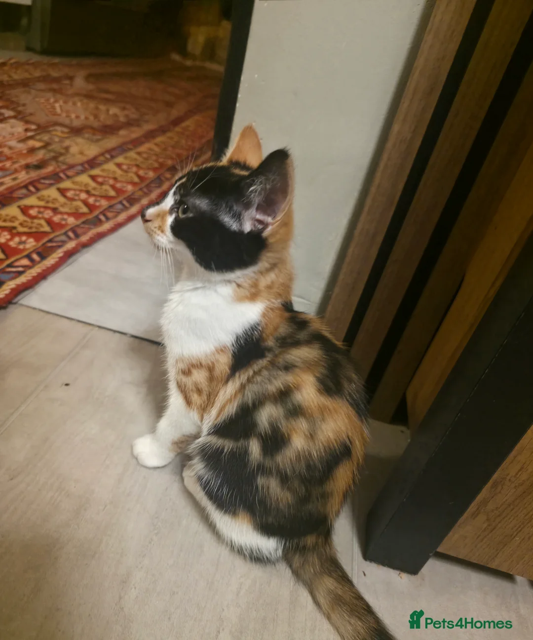 British Longhair cats for sale: 4 cute little kittins - Advert 2