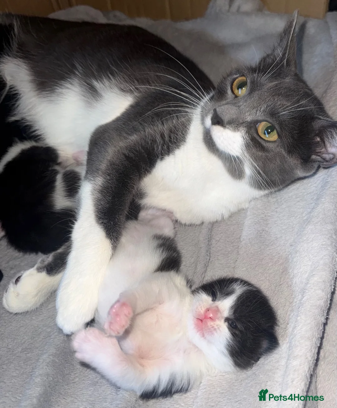 Mixed Breed cats for sale: 🐾 4 Adorable Kittens Looking for Loving Homes in Slough - Advert 1