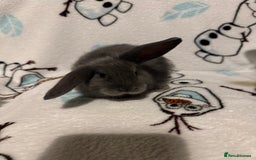 Dwarf Lop rabbits for sale: VERY Friendly lop rabbits - ready now!!  - Image 2