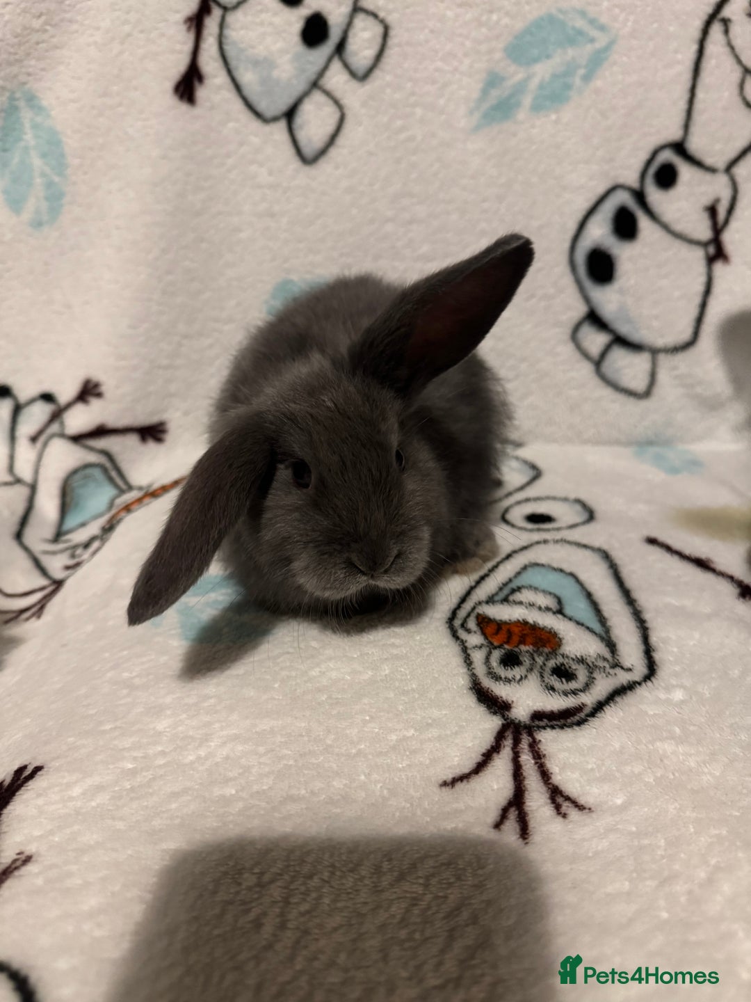 Dwarf Lop rabbits for sale: VERY Friendly lop rabbits - ready now!!  - Image 2