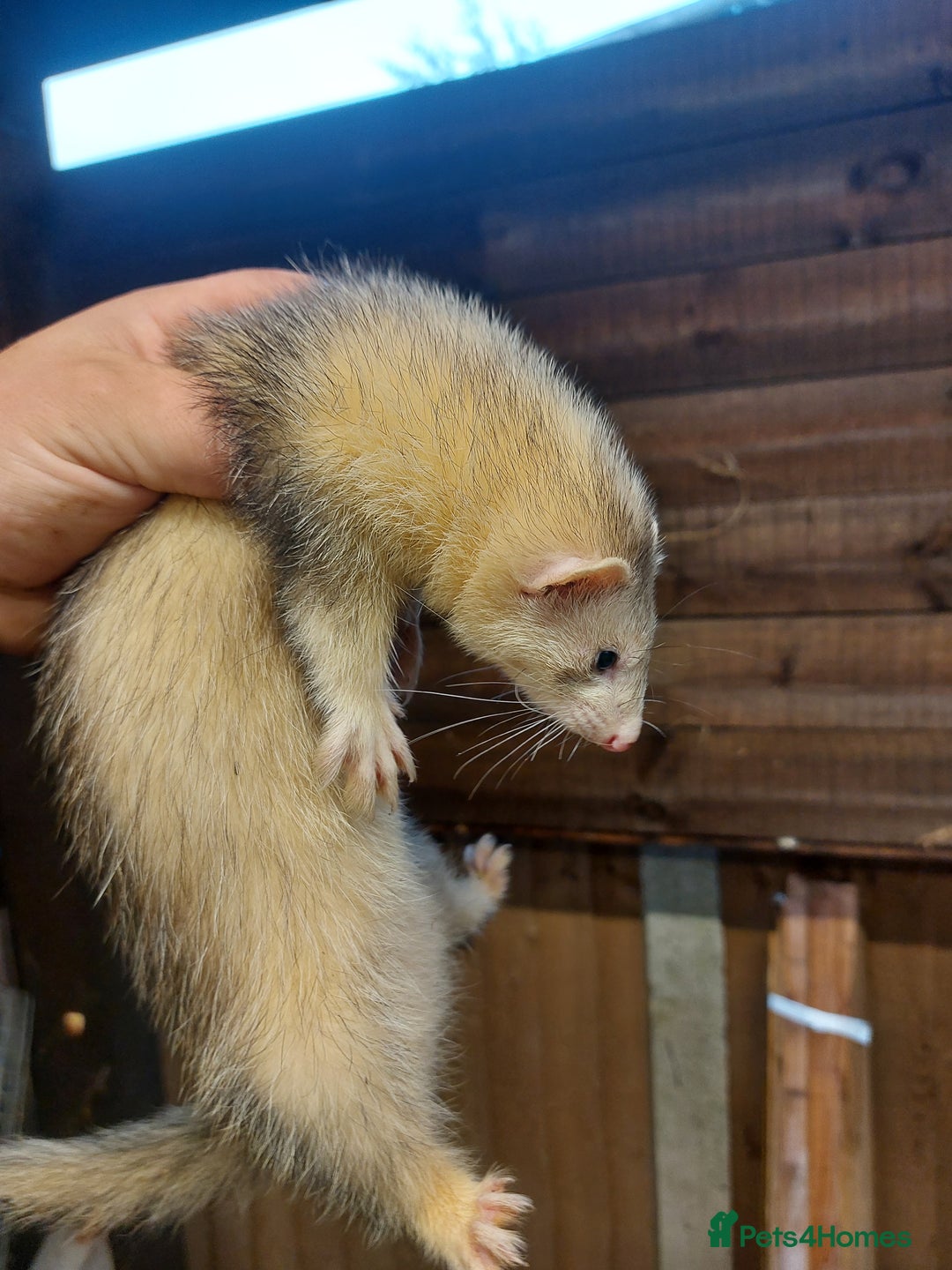 Ferret rodents for sale: Ferrets for sale - Image 5