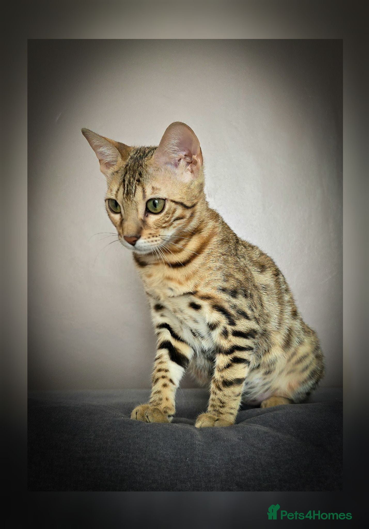 Bengal cats Ready NOW.. need go ASAP - Advert 7