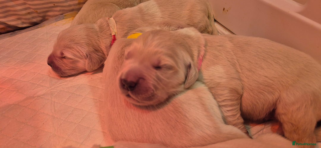 Golden Retriever dogs for sale: KC REGISTERED Golden Retriever puppies  - Advert 12