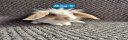Mini Lion Lop rabbits for sale: Mini Lion Lop Bunnies - Advert 5