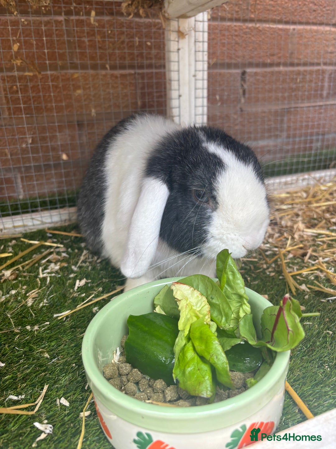 Mini Lop rabbits for sale: Mini lop rabbit and hutch  - Image 3