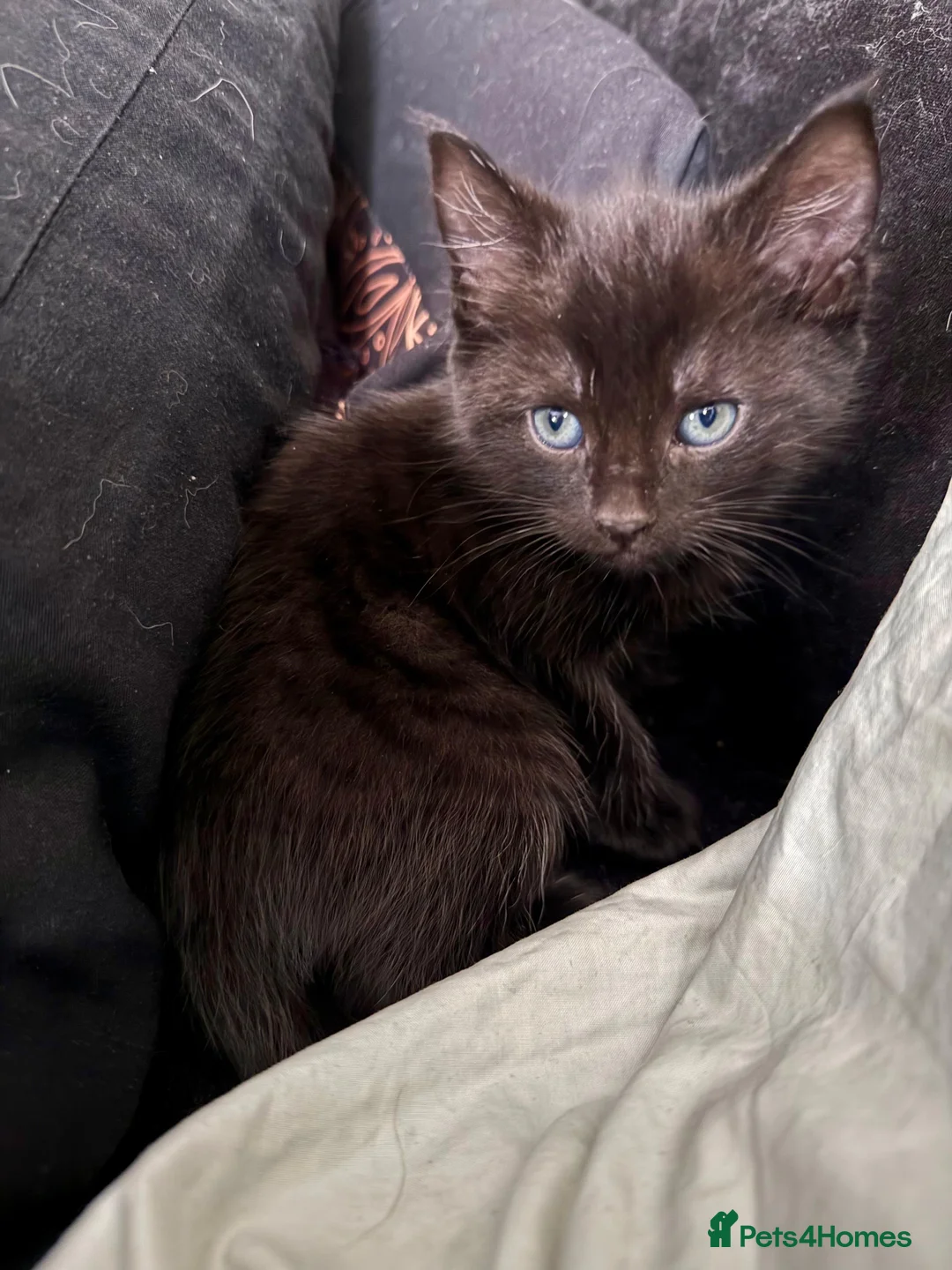 Mixed Breed cats for sale: Khao manee cross in Woodbridge - Advert 2