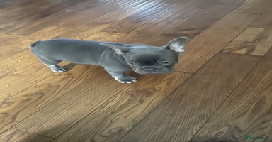 French Bulldog dogs - Advert 5