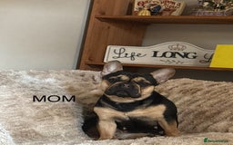 French Bulldog dogs for sale: French bulldog puppies for sale - Image 19