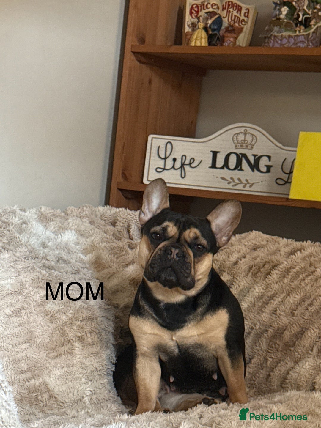 French Bulldog dogs for sale: French bulldog puppies for sale - Image 19