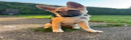 Akita dogs for sale: Akita x german shepard 5 months - Advert 2