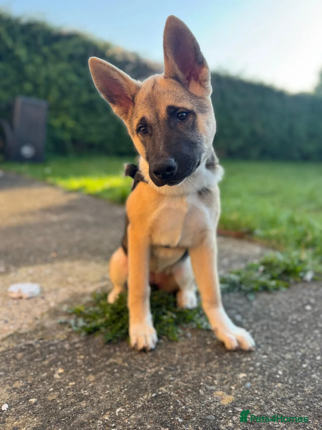Akita dogs for sale: Akita x german shepard 5 months - Advert 2