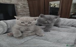 British Shorthair cats for sale: Beautiful British Shorthair Kitten. - Image 6