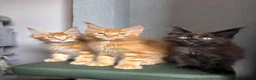 Maine Coon cats for sale: ✨5 GCCF Pure bred MC kittens  - Advert 3