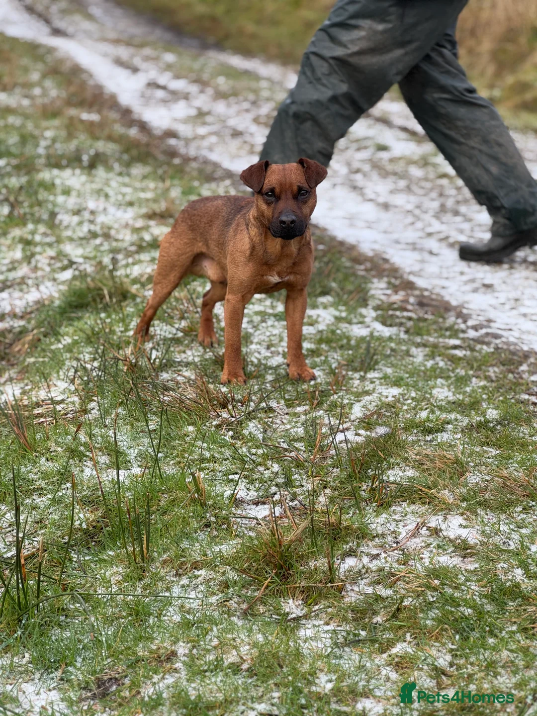 Patterdale Terrier dogs for stud: Super All Round Working Fell Terrier  in Hawes - Advert 2