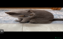 British Shorthair cats for sale: House British shorthair for sale - Image 3