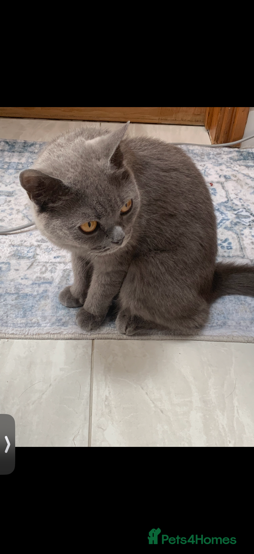 British Shorthair cats for sale: House British shorthair for sale - Image 3