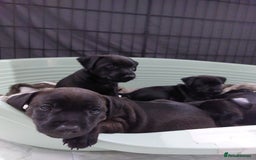 Patterdale Terrier dogs for sale: Patterdale pups - Image 15