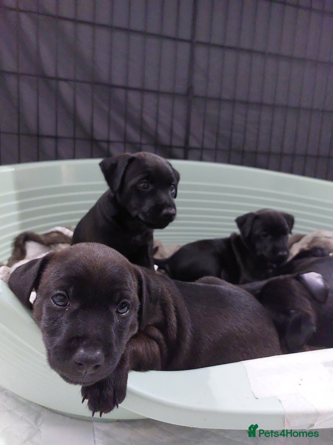 Patterdale Terrier dogs for sale: Patterdale pups - Image 15