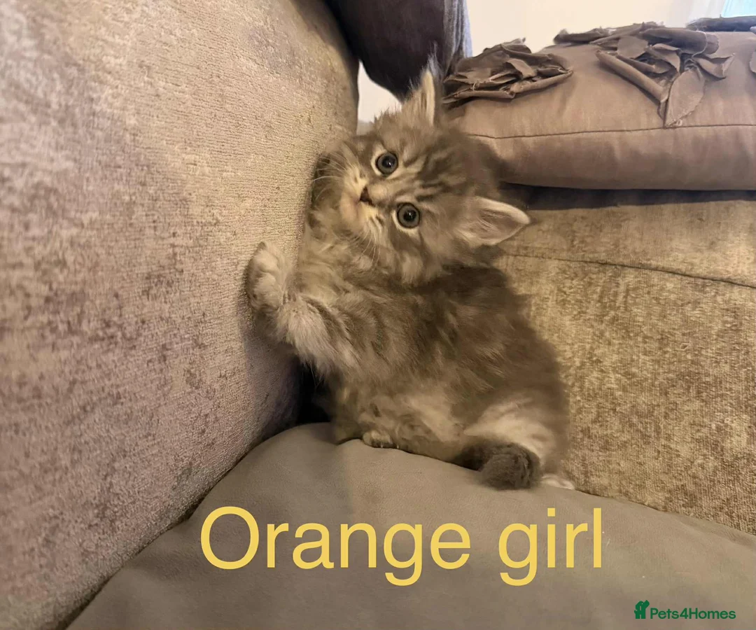 Maine Coon cats for sale: Pure maine coons kittens 2bs 3gs ready 14/2/26 - Advert 13