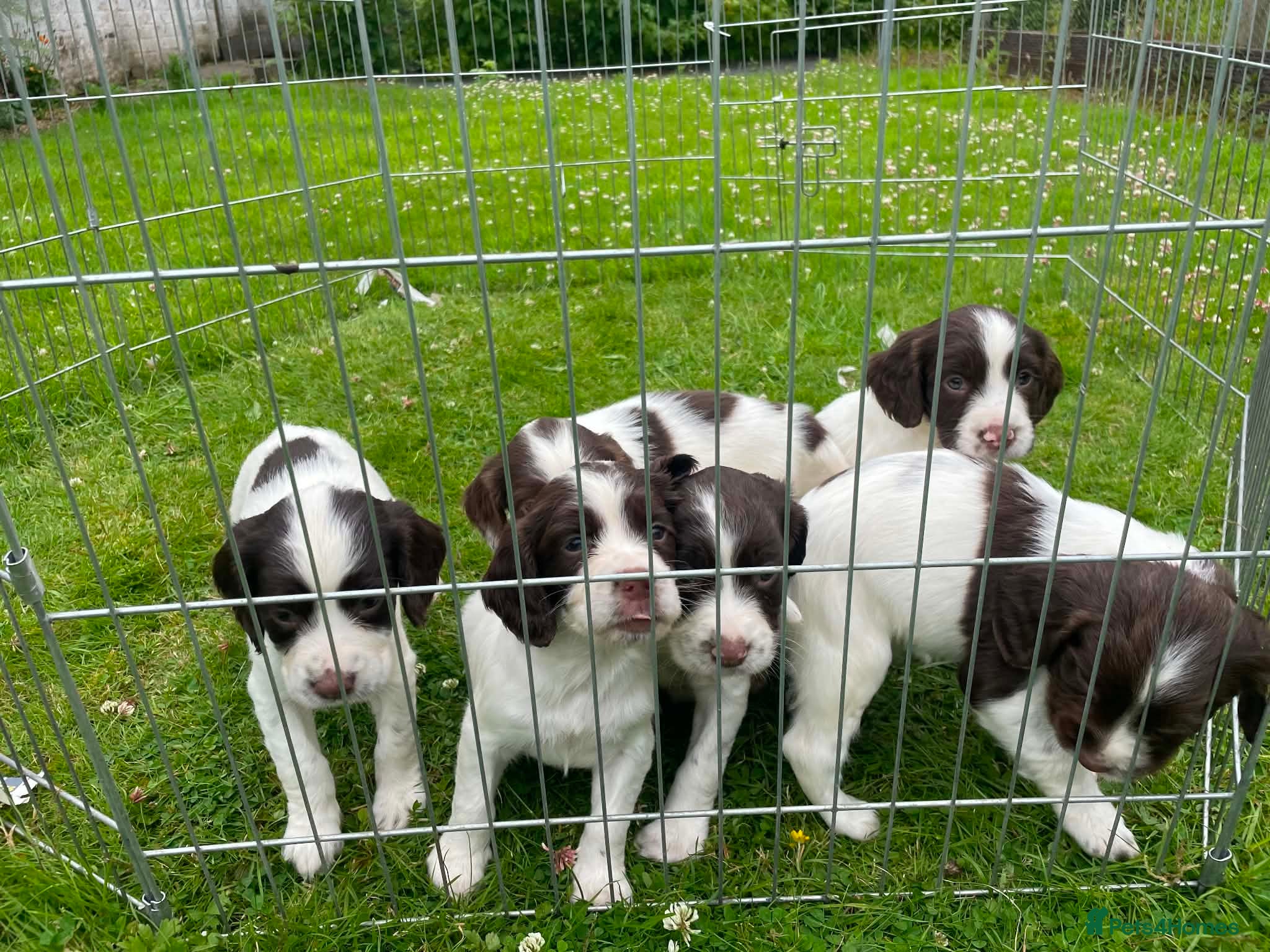 English Springer Spaniel dogs Springer spaniel  - Advert 1