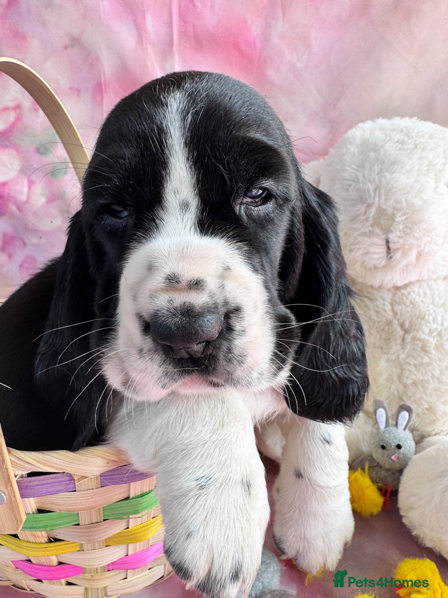 Mixed Breed dogs Hush puppies! Basset x cocker - Advert 1