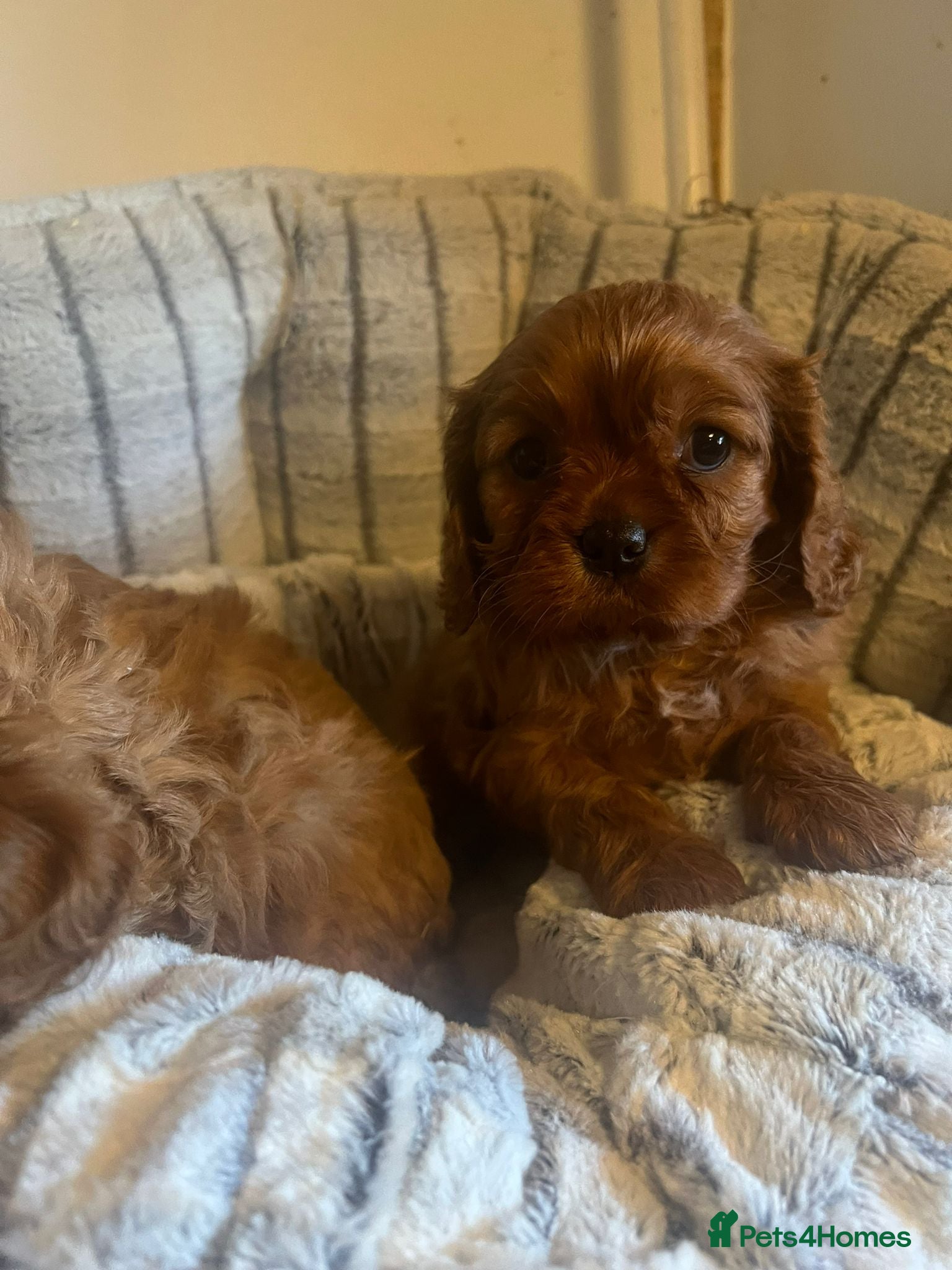 Cavapoo dogs Cavapoo adorable puppies  - Advert 12