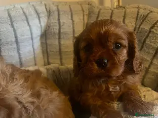 Cavapoo dogs Cavapoo adorable puppies - Advert 12