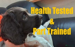 English Springer Spaniel dogs for sale: Health Tested & Part Trained - Image 1