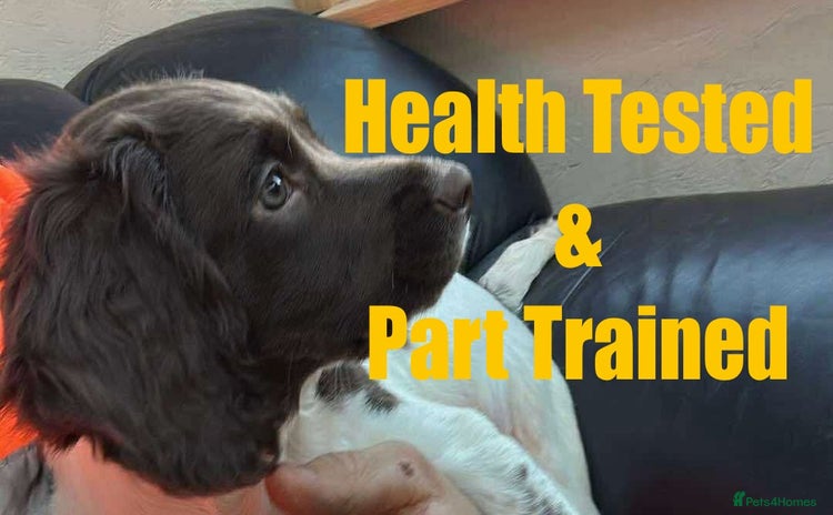 English Springer Spaniel dogs - Advert 4