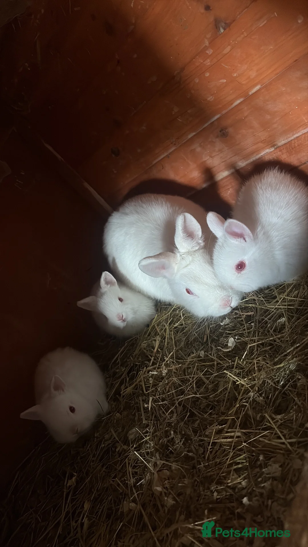 Netherland Dwarf rabbits for sale: gorgeous Netherland dwarf babies. Ruby eyed white  - Advert 16