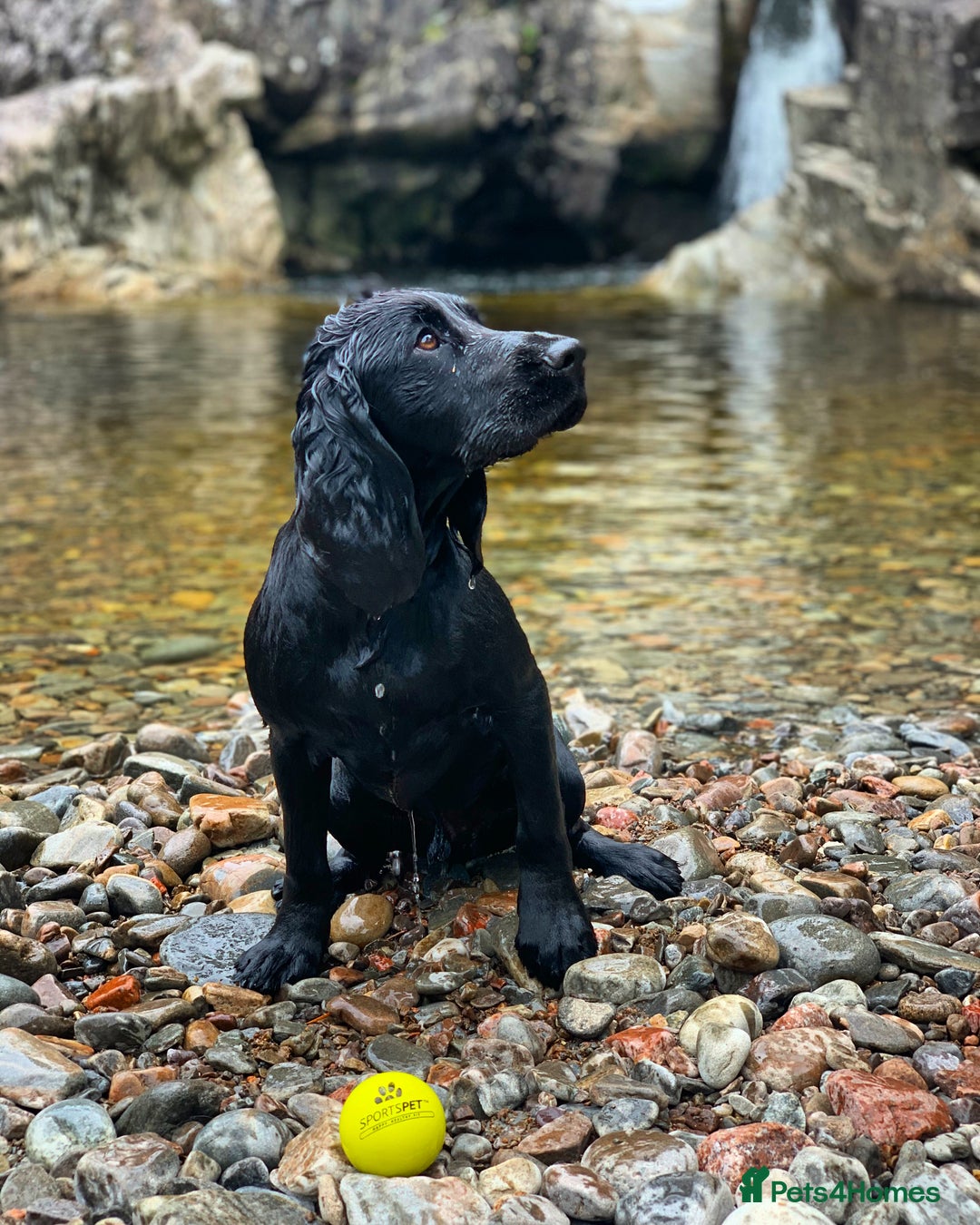 Cocker Spaniel dogs for stud: Working Cocker Spaniel Stud in Wilmslow - Advert 6